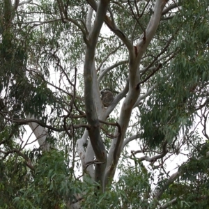 Phascolarctos cinereus at Wellington Point, QLD - 6 Apr 2023