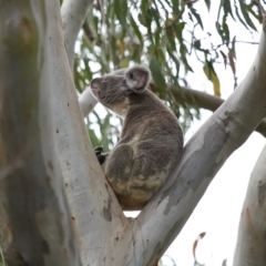 Phascolarctos cinereus at Wellington Point, QLD - 6 Apr 2023 02:14 PM