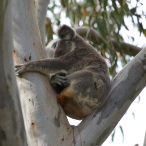 Phascolarctos cinereus at Wellington Point, QLD - 6 Apr 2023