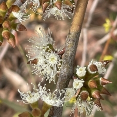 Eucalyptus stellulata (Black Sally) at Namadgi National Park - 6 Apr 2023 by JaneR