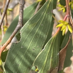 Eucalyptus stellulata at Rendezvous Creek, ACT - 6 Apr 2023