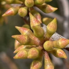 Eucalyptus stellulata at Rendezvous Creek, ACT - 6 Apr 2023