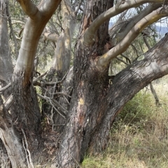 Eucalyptus stellulata at Rendezvous Creek, ACT - 6 Apr 2023