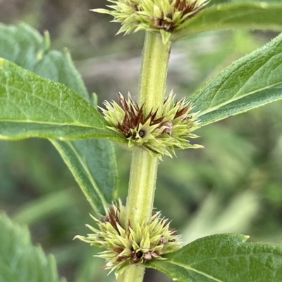 Lycopus australis (Native Gipsywort, Australian Gipsywort) at Rendezvous Creek, ACT - 6 Apr 2023 by JaneR