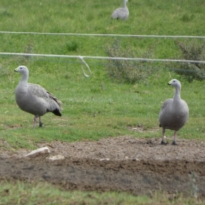 Cereopsis novaehollandiae at Wellington, SA - 28 Mar 2023