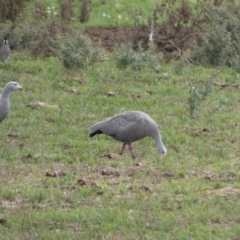 Cereopsis novaehollandiae at Wellington, SA - 28 Mar 2023