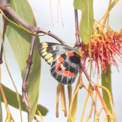 Delias harpalyce (Imperial Jezebel) at Campbell, ACT - 6 Apr 2023 by HappyWanderer