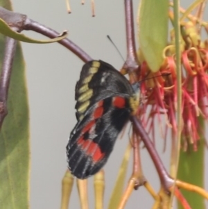 Delias harpalyce at Campbell, ACT - 6 Apr 2023 11:46 AM