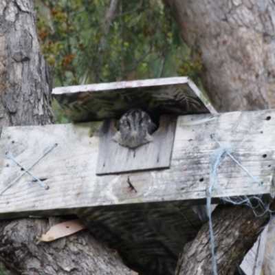 Aegotheles cristatus (Australian Owlet-nightjar) at Michelago, NSW - 17 Apr 2022 by Illilanga