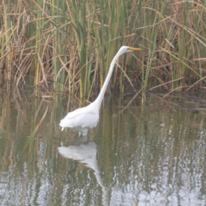 Ardea alba at Goolwa, SA - 29 Mar 2023 08:51 AM