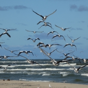 Pelecanus conspicillatus at Goolwa South, SA - 29 Mar 2023