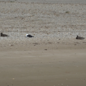 Larus pacificus at Goolwa South, SA - 29 Mar 2023