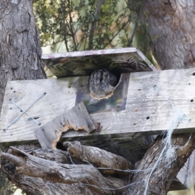 Aegotheles cristatus (Australian Owlet-nightjar) at Michelago, NSW - 11 Feb 2023 by Illilanga