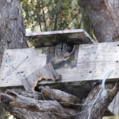 Aegotheles cristatus (Australian Owlet-nightjar) at Michelago, NSW - 10 Feb 2023 by Illilanga