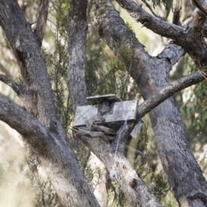 Aegotheles cristatus at Illilanga & Baroona - 11 Feb 2023 07:38 AM