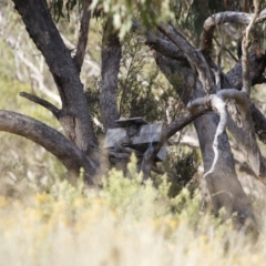 Aegotheles cristatus at Illilanga & Baroona - 11 Feb 2023