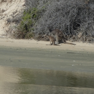 Macropus fuliginosus at Meningie, SA - 29 Mar 2023