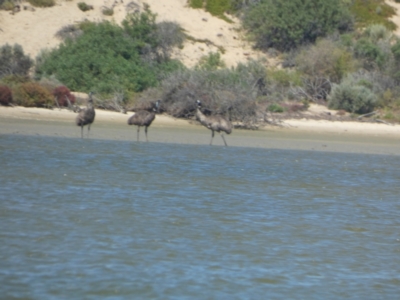 Dromaius novaehollandiae (Emu) at Meningie, SA - 29 Mar 2023 by Paul4K