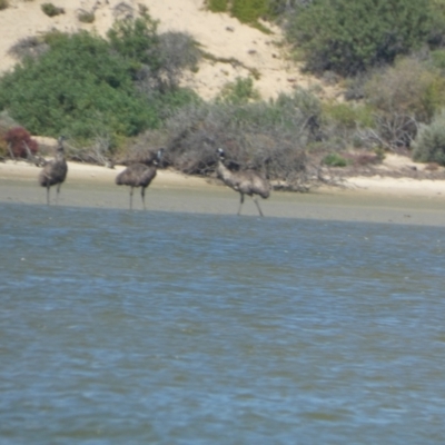 Dromaius novaehollandiae (Emu) at Meningie, SA - 29 Mar 2023 by Paul4K