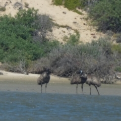 Dromaius novaehollandiae at Meningie, SA - 29 Mar 2023