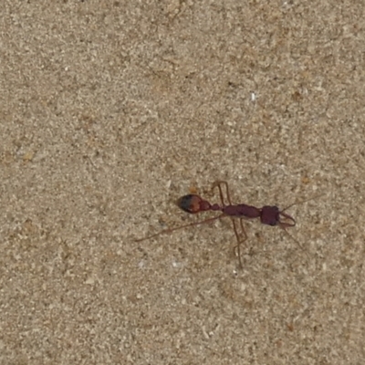 Unidentified Ant (Hymenoptera, Formicidae) at Salt Creek, SA - 29 Mar 2023 by Paul4K