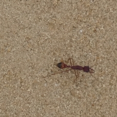 Unidentified Ant (Hymenoptera, Formicidae) at Salt Creek, SA - 29 Mar 2023 by Paul4K