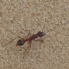 Myrmecia sp. (genus) at Salt Creek, SA - 29 Mar 2023 01:20 PM