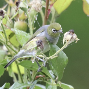 Zosterops lateralis at Holt, ACT - 7 Apr 2023