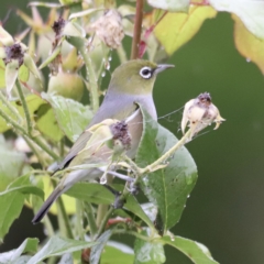 Zosterops lateralis at Holt, ACT - 7 Apr 2023