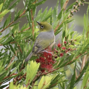 Zosterops lateralis at Holt, ACT - 7 Apr 2023