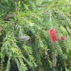 Zosterops lateralis at Holt, ACT - 7 Apr 2023