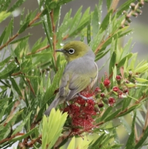 Zosterops lateralis at Holt, ACT - 7 Apr 2023