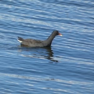 Gallinula tenebrosa at Goolwa, SA - 29 Mar 2023