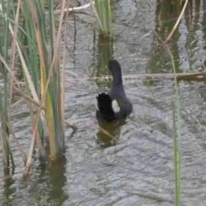 Gallinula tenebrosa at Goolwa, SA - 29 Mar 2023