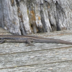 Eulamprus quoyii (Eastern Water Skink) at Goolwa, SA - 30 Mar 2023 by Paul4K