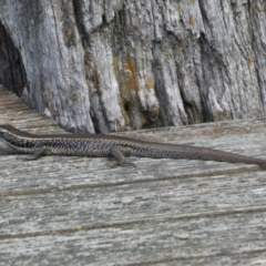 Eulamprus quoyii at Goolwa, SA - 30 Mar 2023 01:58 PM