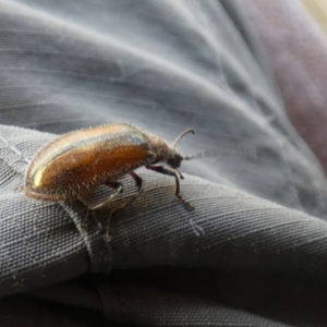 Ecnolagria grandis at Goolwa, SA - 30 Mar 2023