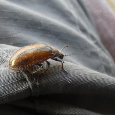 Ecnolagria grandis (Honeybrown beetle) at Goolwa, SA - 30 Mar 2023 by Paul4K