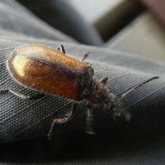 Ecnolagria grandis at Goolwa, SA - 30 Mar 2023