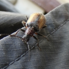 Ecnolagria grandis at Goolwa, SA - 30 Mar 2023 02:03 PM