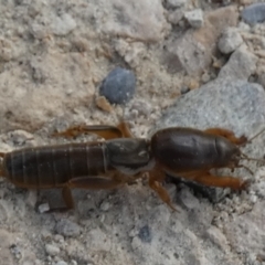 Gryllotalpa nitidula (Mole Cricket) at Goolwa South, SA - 30 Mar 2023 by Paul4K