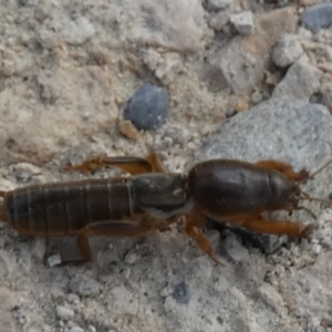 Gryllotalpa nitidula at Goolwa South, SA - 30 Mar 2023 02:43 PM