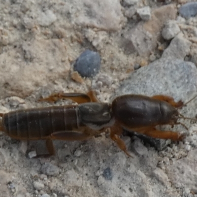 Gryllotalpa nitidula (Mole Cricket) at Goolwa South, SA - 30 Mar 2023 by Paul4K