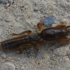 Gryllotalpa nitidula at Goolwa South, SA - 30 Mar 2023 02:43 PM