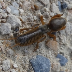 Gryllotalpa nitidula at Goolwa South, SA - 30 Mar 2023 02:43 PM