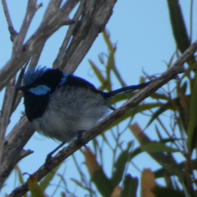 Malurus cyaneus (Superb Fairywren) at Goolwa, SA - 30 Mar 2023 by Paul4K