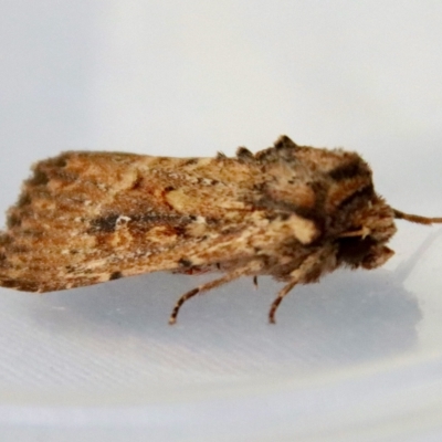 Unidentified Noctuoid moth (except Arctiinae) at Moruya, NSW - 7 Apr 2023 by LisaH