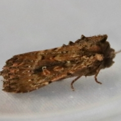 Dasygaster padockina at Moruya, NSW - suppressed