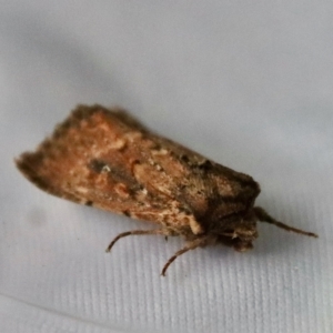 Dasygaster padockina at Moruya, NSW - suppressed