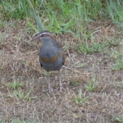 Gallirallus philippensis (Buff-banded Rail) at Goolwa, SA - 30 Mar 2023 by Paul4K